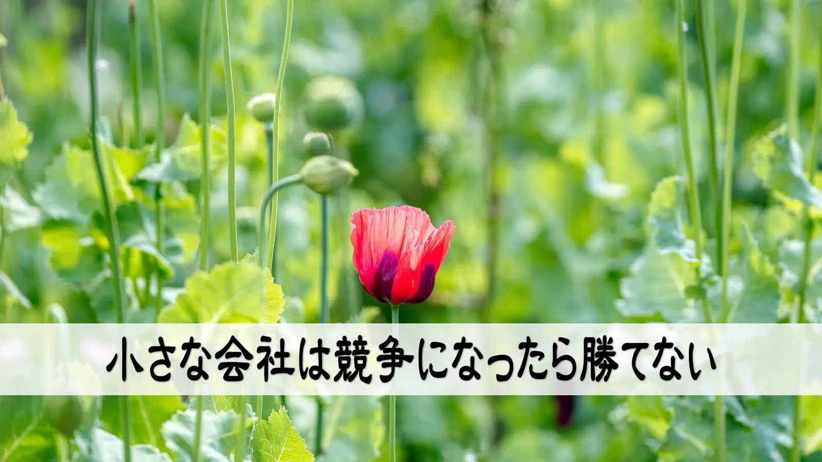No.1を目指すべきか、Only oneを目指すべきか